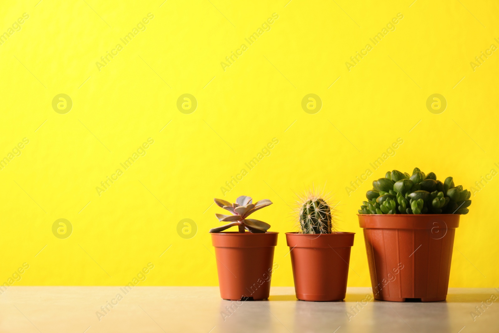 Photo of Beautiful succulent plants in pots on table against yellow background, space for text. Home decor