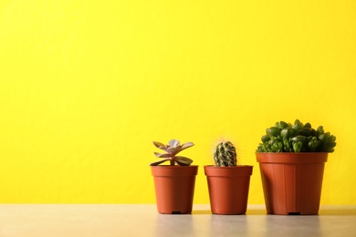 Photo of Beautiful succulent plants in pots on table against yellow background, space for text. Home decor