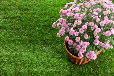 Photo of Beautiful chrysanthemum flowers on green grass, above view. Space for text