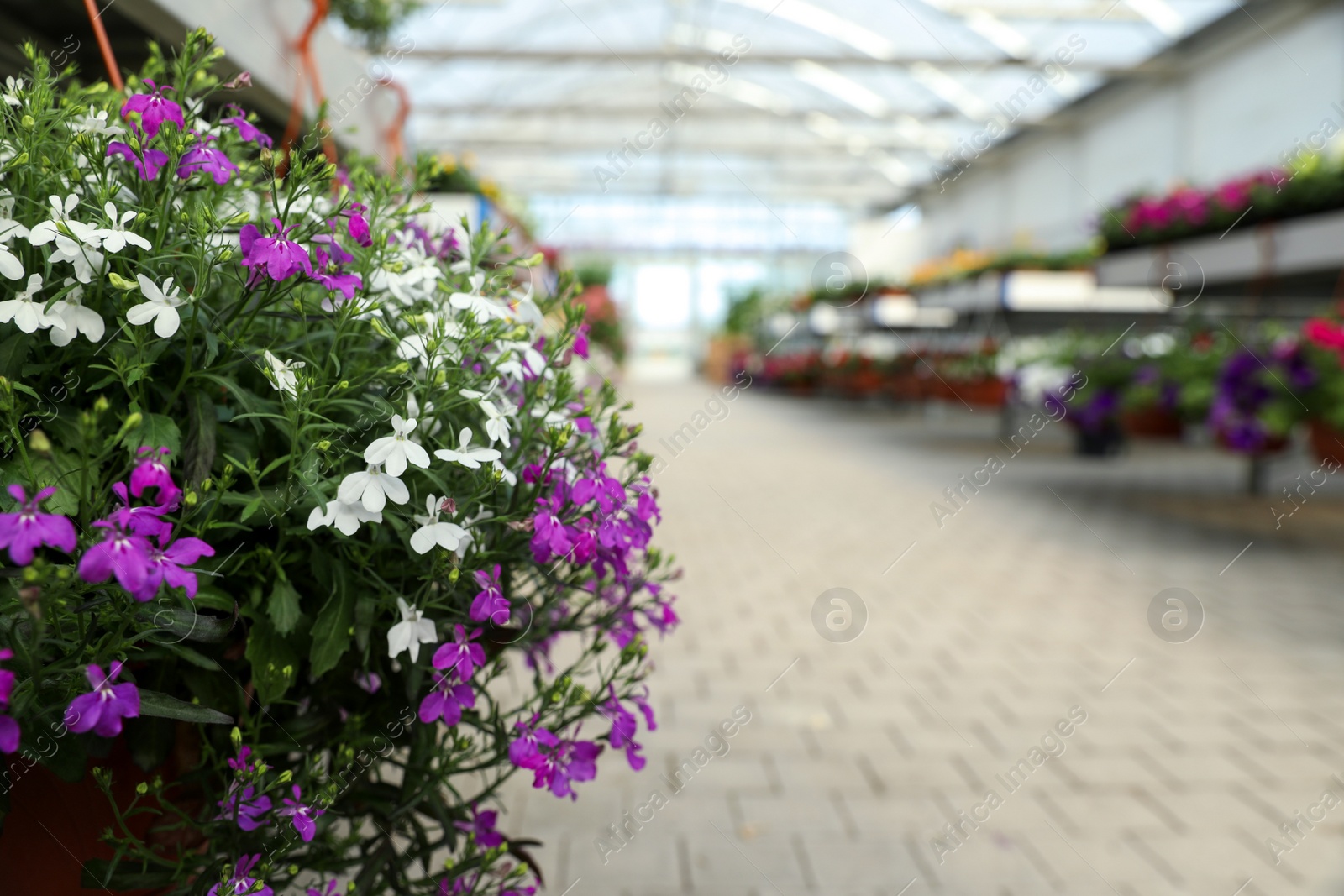 Photo of Beautiful blooming white and purple lobelia plants in garden center, closeup. Space for text