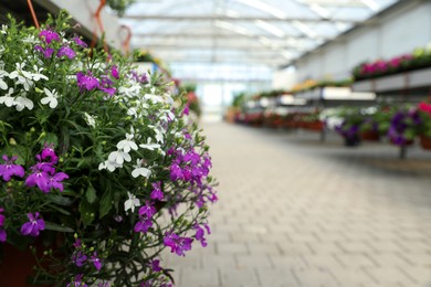 Photo of Beautiful blooming white and purple lobelia plants in garden center, closeup. Space for text