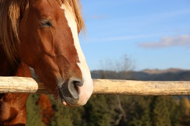 Photo of Beautiful horse near wooden paddock fence outdoors on sunny day, closeup. Space for text