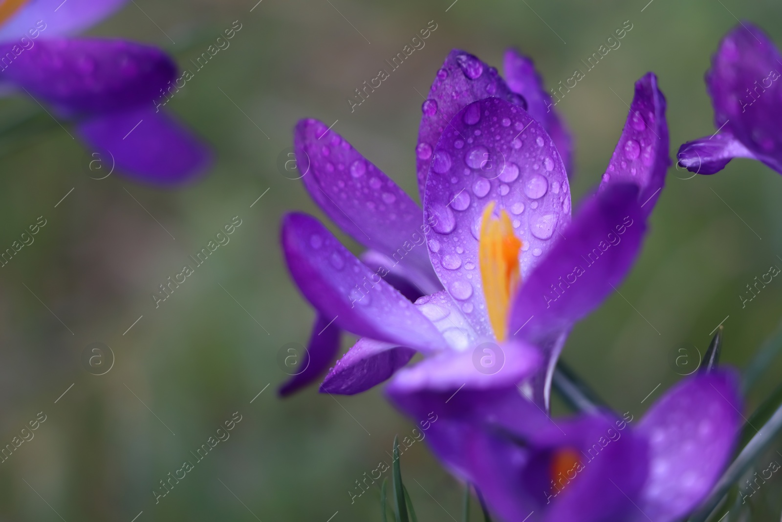 Photo of Fresh purple crocus flowers growing on blurred background, closeup