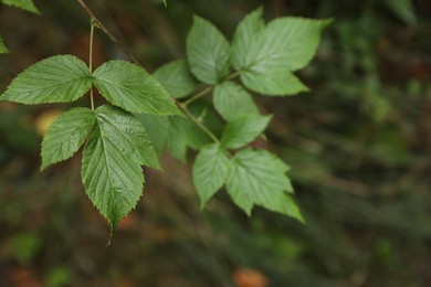 Photo of Beautiful wild plant with green leaves growing outdoors, closeup. Space for text