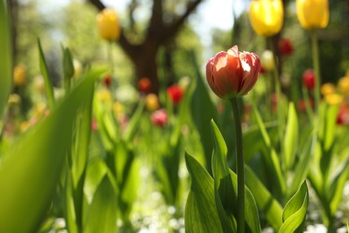 Beautiful bright tulips growing outdoors on sunny day, closeup. Space for text