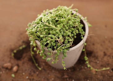 Photo of Beautiful potted houseplant and soil on table, closeup