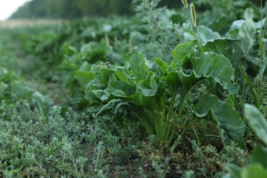 Photo of Beautiful beet plants with green leaves in field