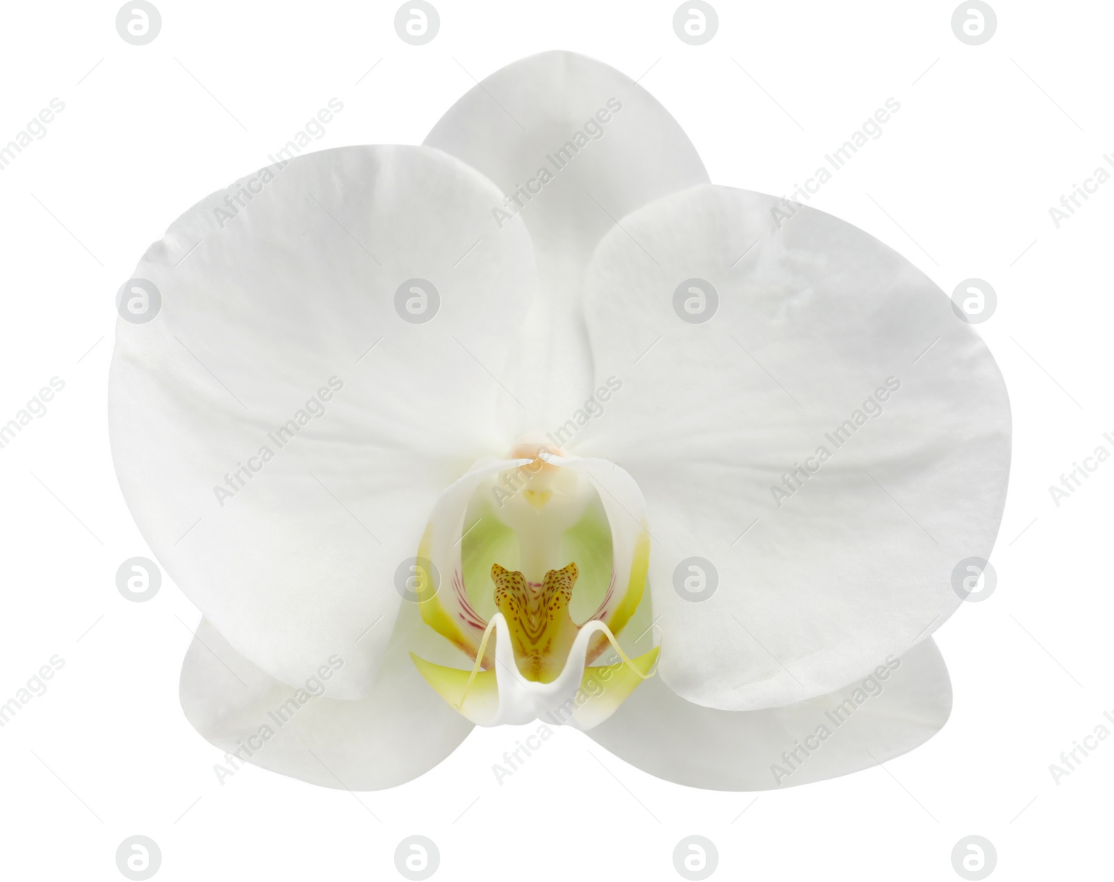 Photo of One beautiful orchid flower isolated on white