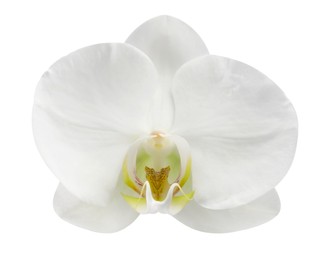 One beautiful orchid flower isolated on white