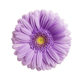 Image of Beautiful violet gerbera flower on white background