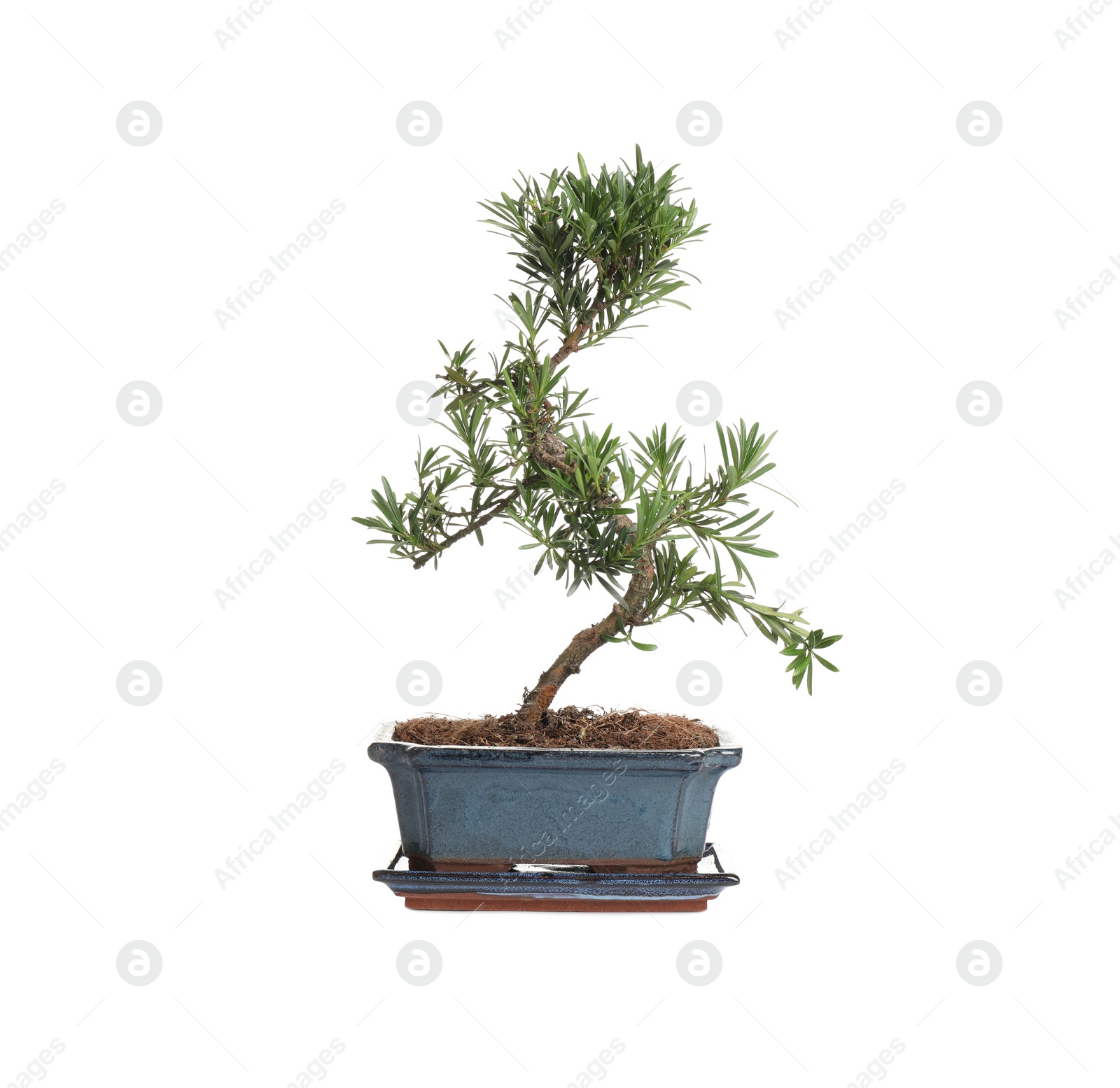 Photo of Japanese bonsai plant isolated on white. Creating zen atmosphere at home