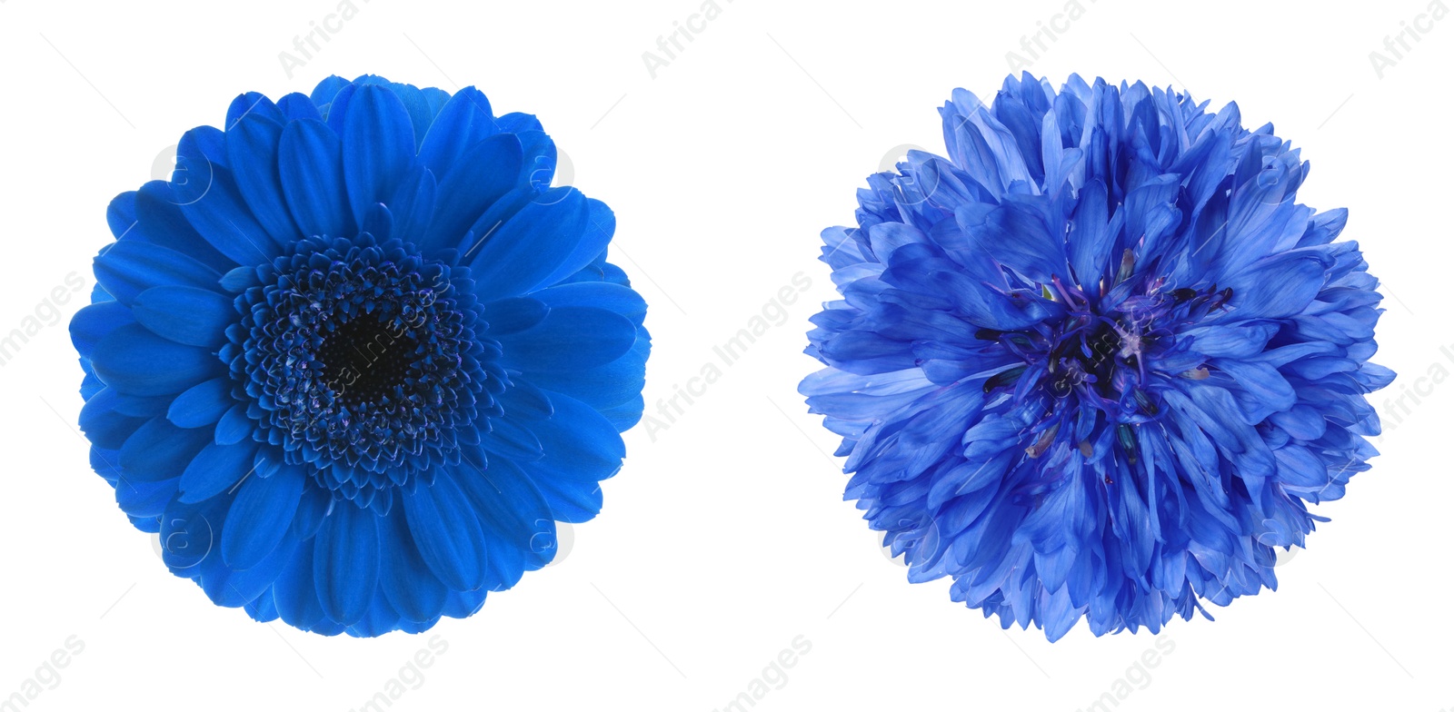 Image of Different beautiful blue flowers on white background, collage. Banner design