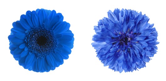 Image of Different beautiful blue flowers on white background, collage. Banner design