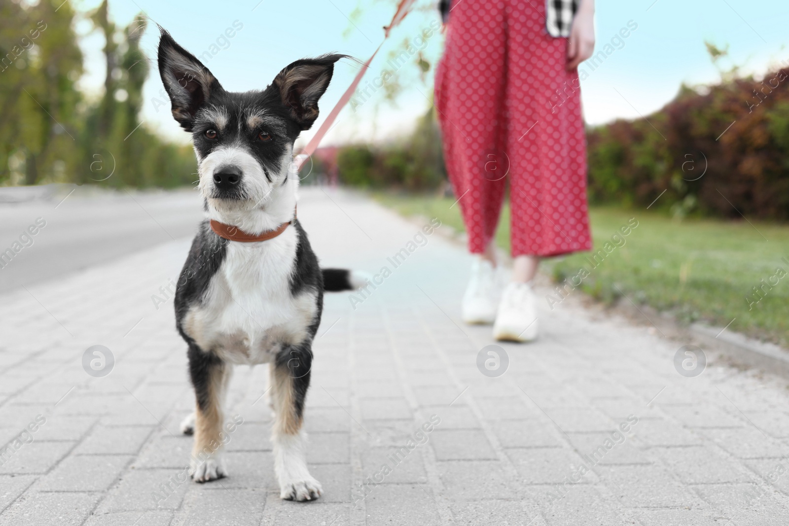 Photo of Woman walking her cute dog on city street, closeup