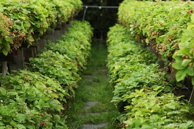 Rows of wild strawberry bushes with berries growing on farm