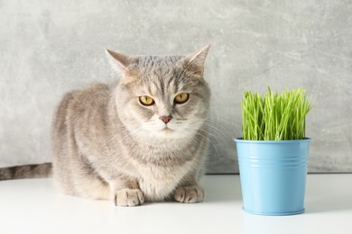 Cute cat near fresh green grass on white surface