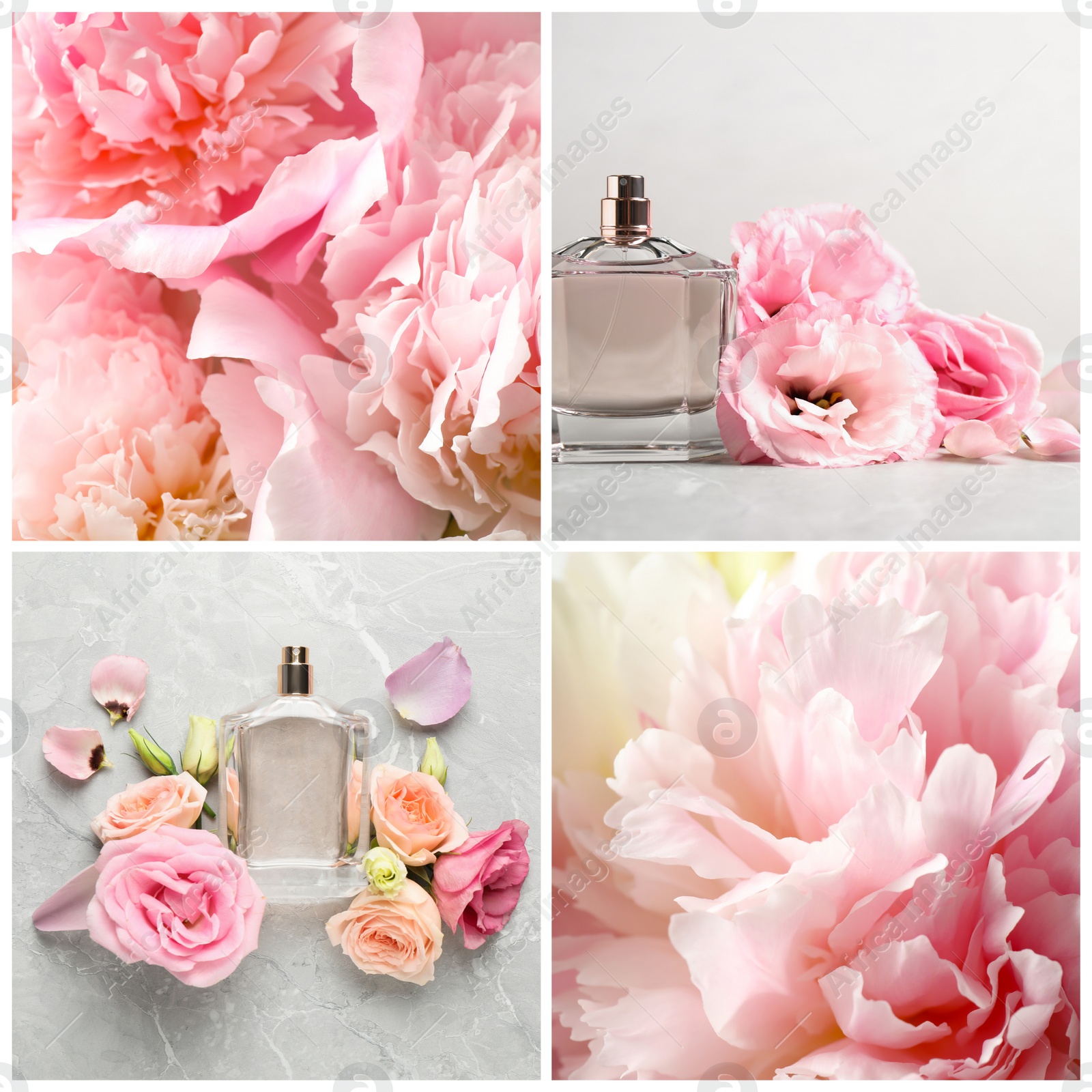 Image of Creative collage with photos of luxury perfume and beautiful flowers on color backgrounds 