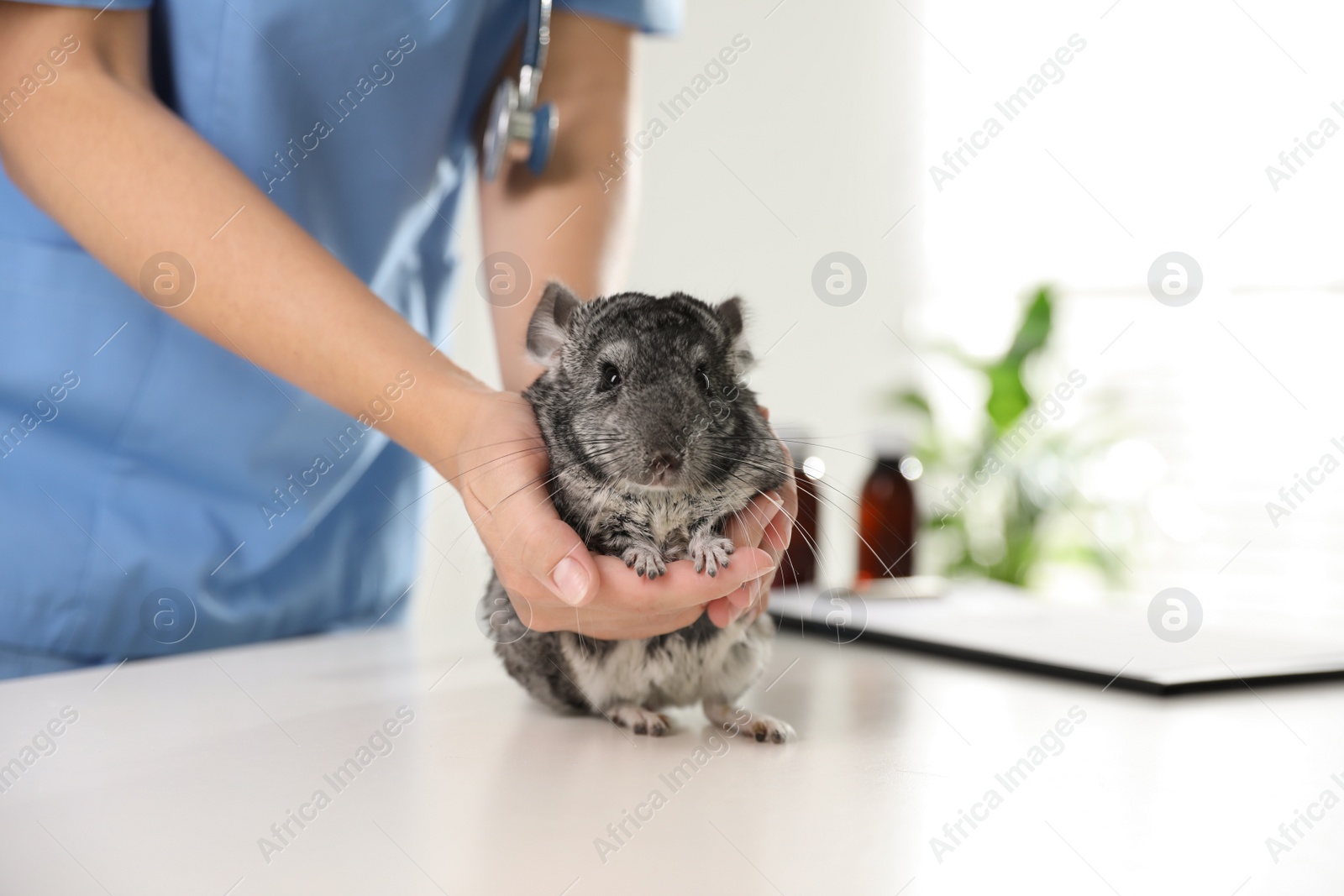 Photo of Professional veterinarian examining chinchilla in clinic, closeup