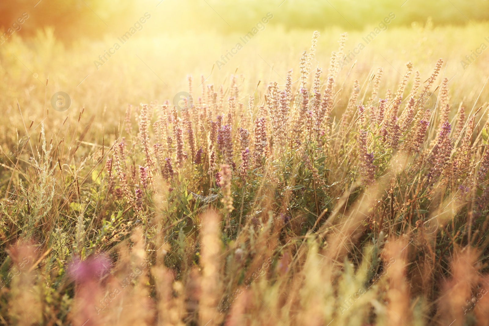 Photo of Beautiful field with wild flowers in morning