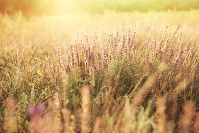 Beautiful field with wild flowers in morning