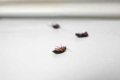 Photo of Dead cockroaches on grey surface indoors. Pest control