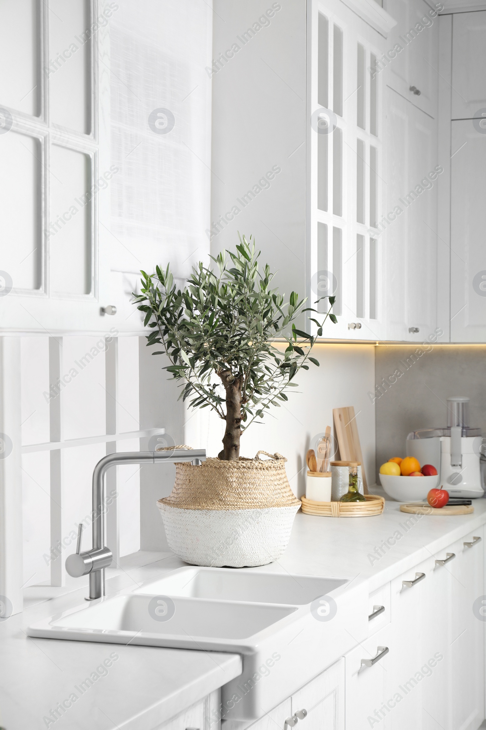 Photo of Beautiful potted olive tree on white countertop in stylish kitchen