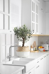 Beautiful potted olive tree on white countertop in stylish kitchen