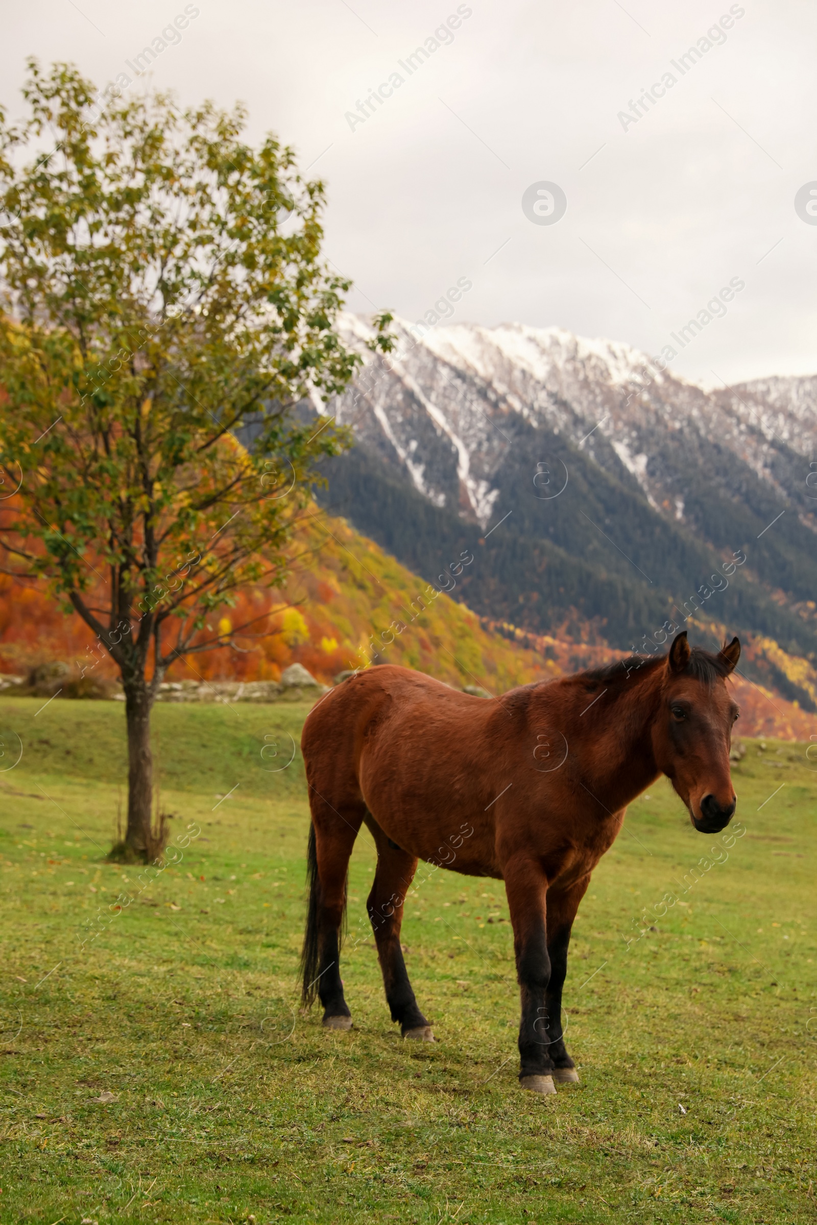 Photo of Brown horse in mountains on sunny day. Beautiful pet