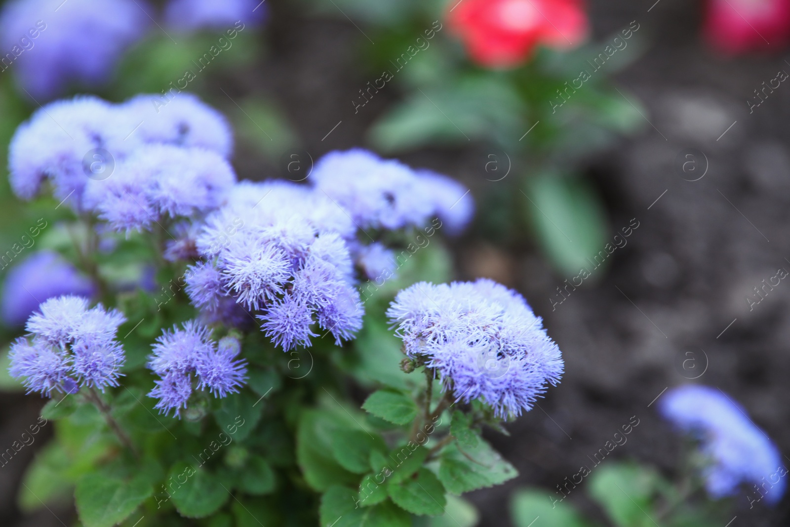 Photo of Beautiful garden flowers outdoors, space for text. Amazing nature in summer
