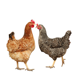 Image of Beautiful colorful chickens on white background. Domestic animal