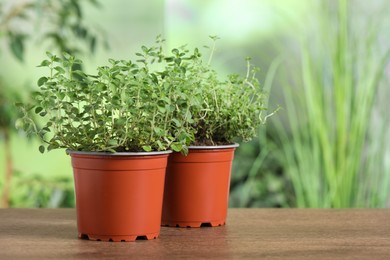 Aromatic potted oregano and thyme on wooden table. Space for text