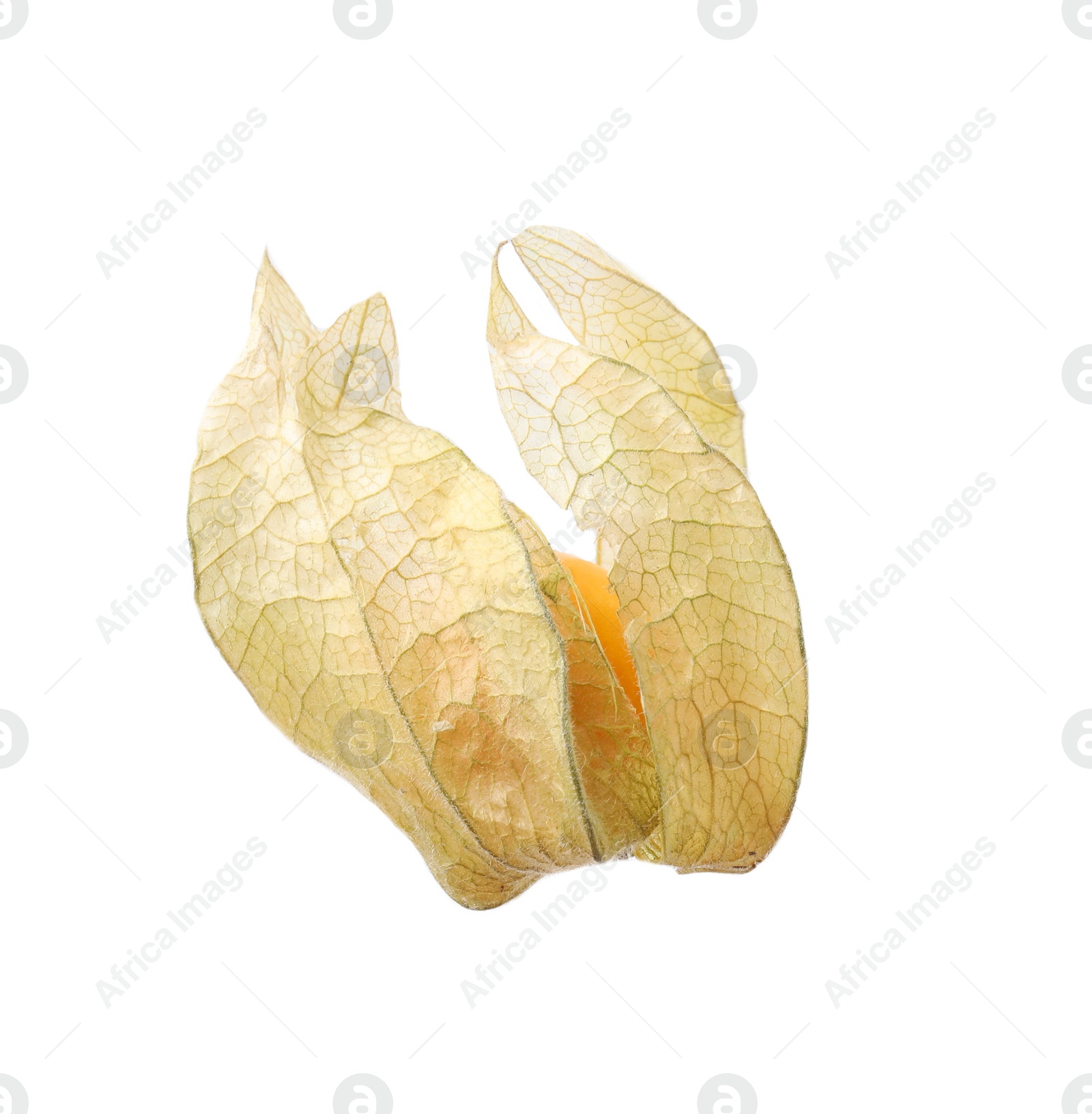 Photo of Ripe physalis fruit with calyx isolated on white