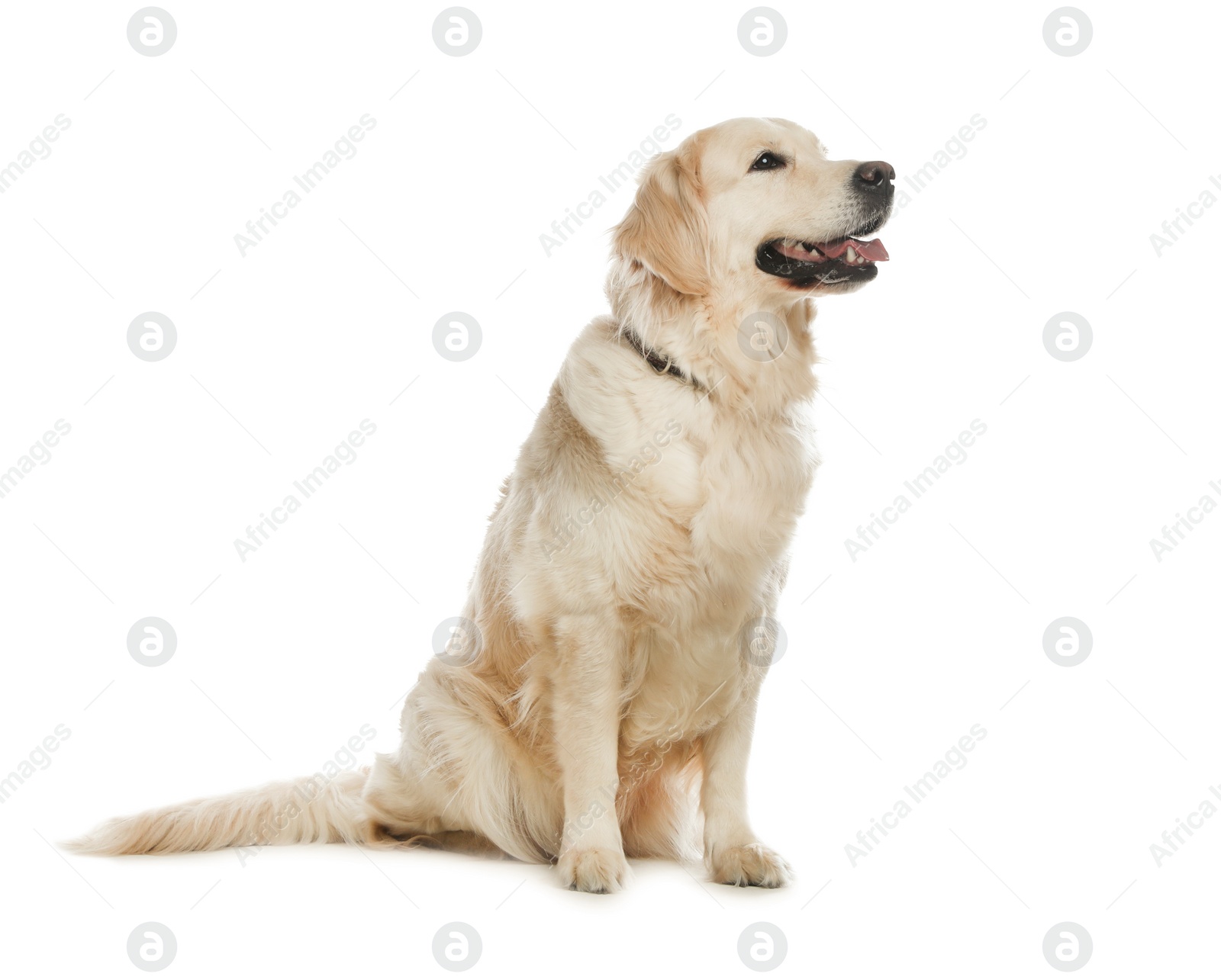 Photo of Cute Golden Retriever dog on white background