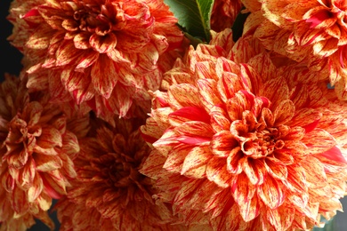 Beautiful coral dahlia flowers as background, closeup