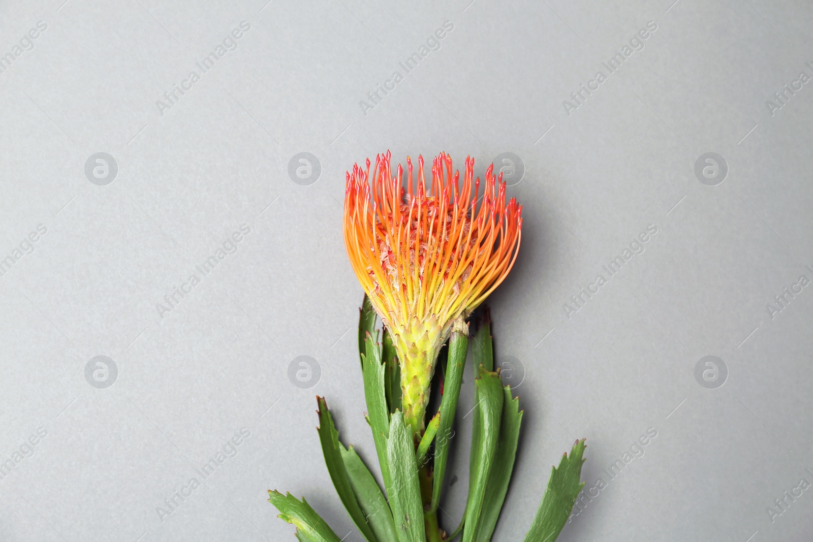 Photo of Beautiful protea flower on gray background. Tropical plant