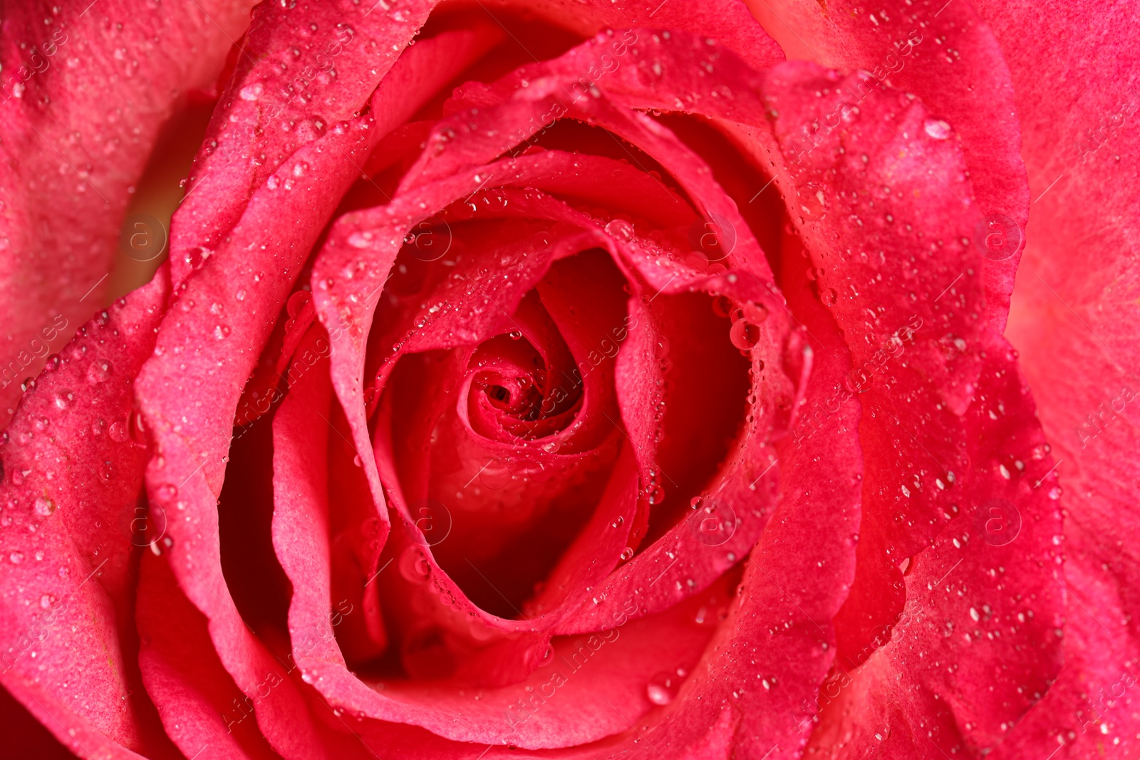 Photo of Beautiful pink rose flower with water drops as background, closeup