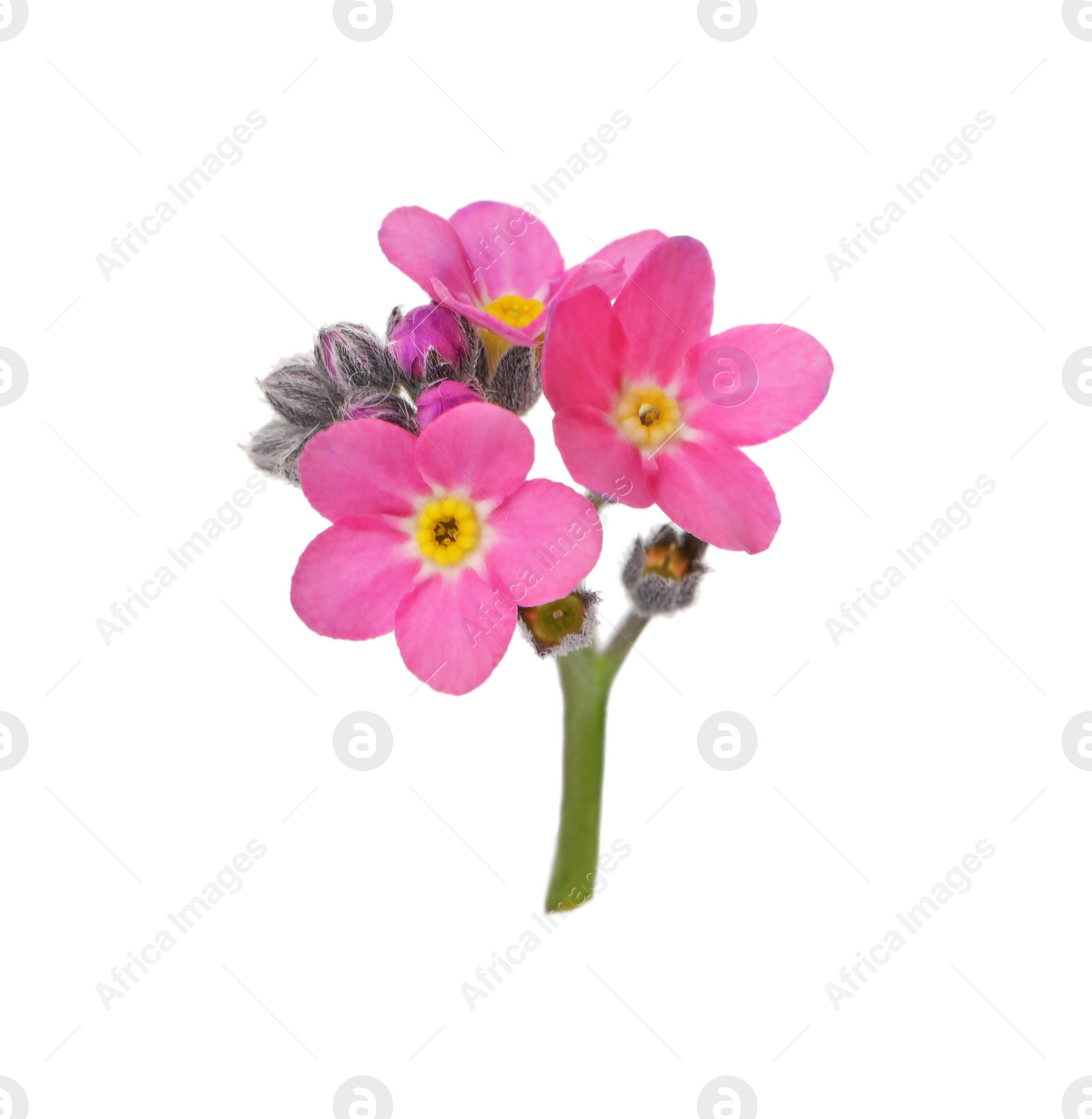 Photo of Delicate pink Forget-me-not flowers on white background