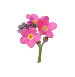 Photo of Delicate pink Forget-me-not flowers on white background