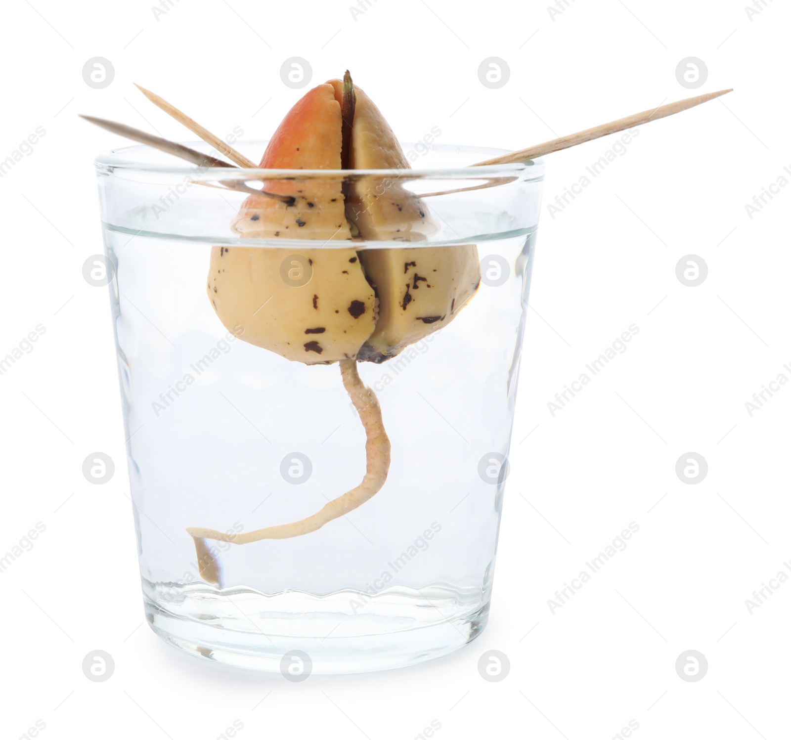 Photo of Avocado pit with sprout and root in glass of water on white background