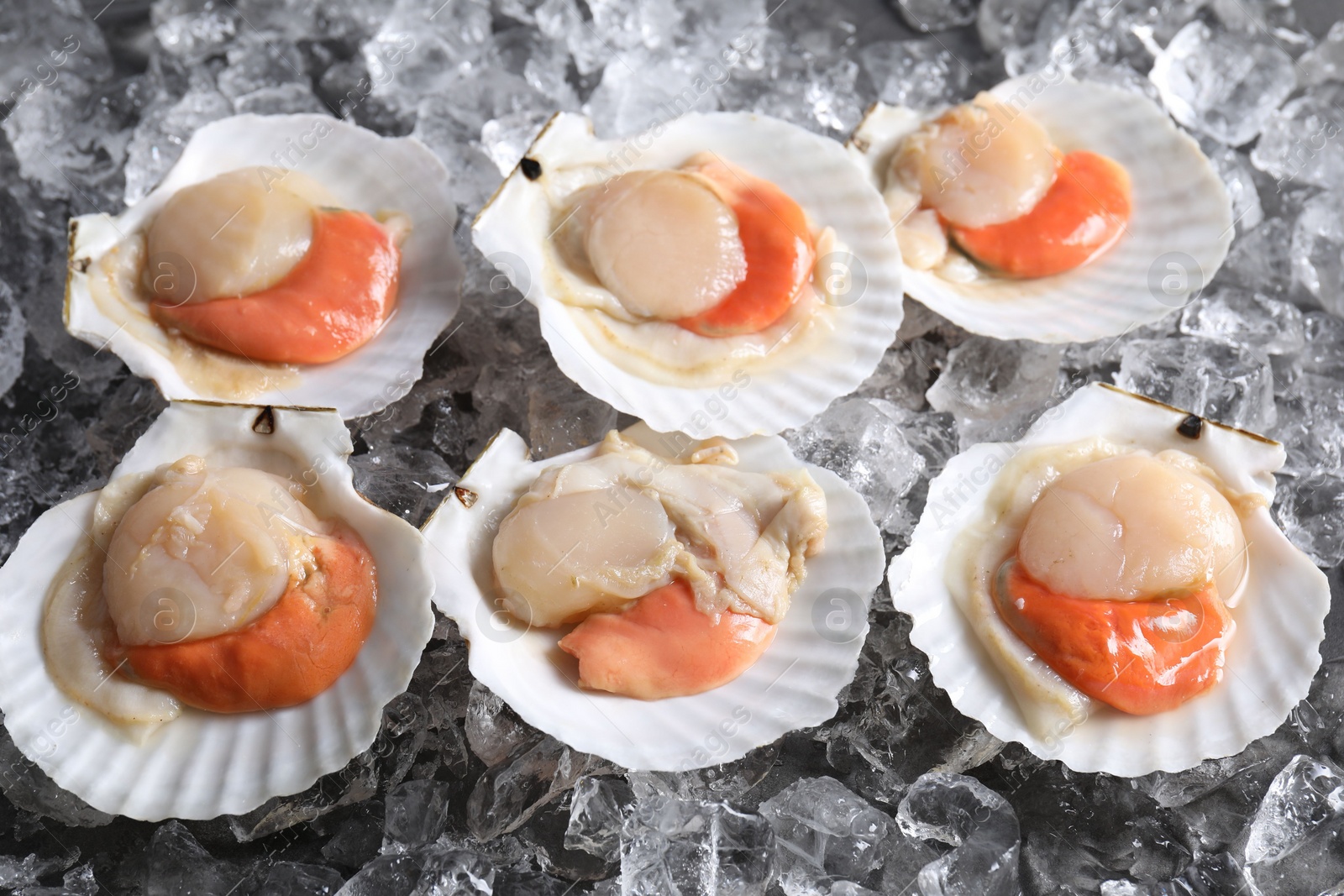 Photo of Fresh raw scallops with shells on ice cubes