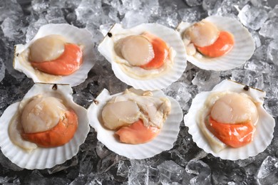 Fresh raw scallops with shells on ice cubes