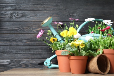 Photo of Blooming flowers in pots and gardening equipment on table, space for text