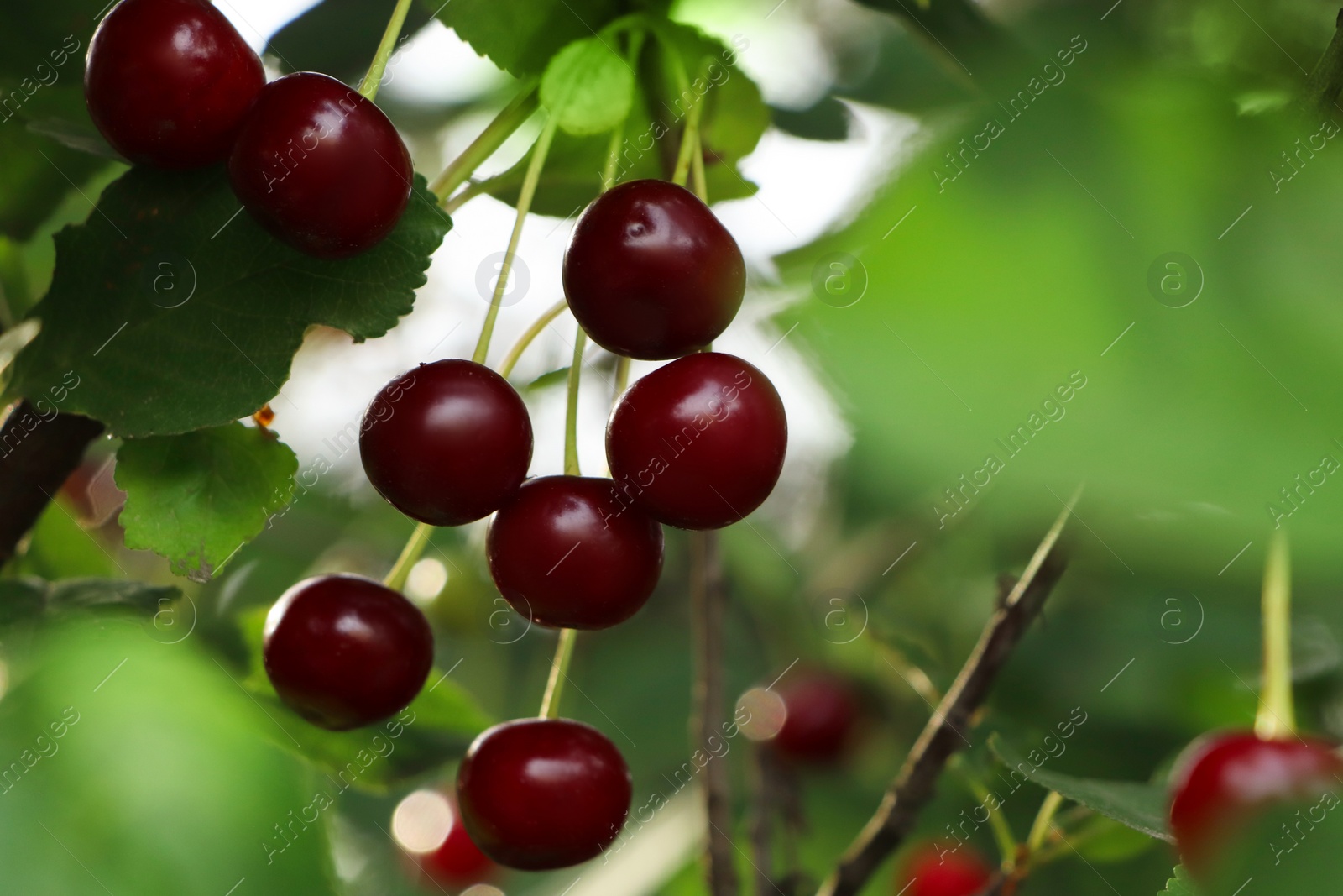 Photo of Closeup view of cherry tree with ripe red berries outdoors