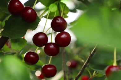 Photo of Closeup view of cherry tree with ripe red berries outdoors