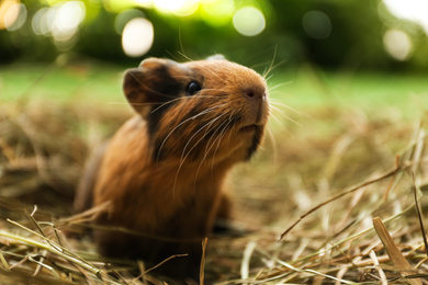 Photo of Cute funny guinea pig and hay outdoors, closeup