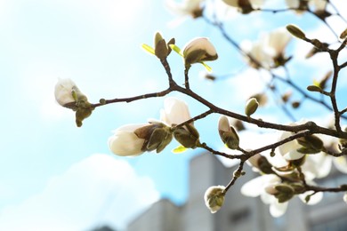 Photo of Magnolia tree with delicate white flower buds outdoors, closeup