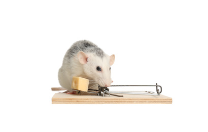 Photo of Rat and mousetrap with cheese on white background. Pest control