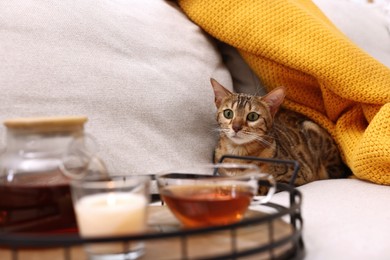 Photo of Cute Bengal cat lying near tray with tea on sofa at home. Adorable pet