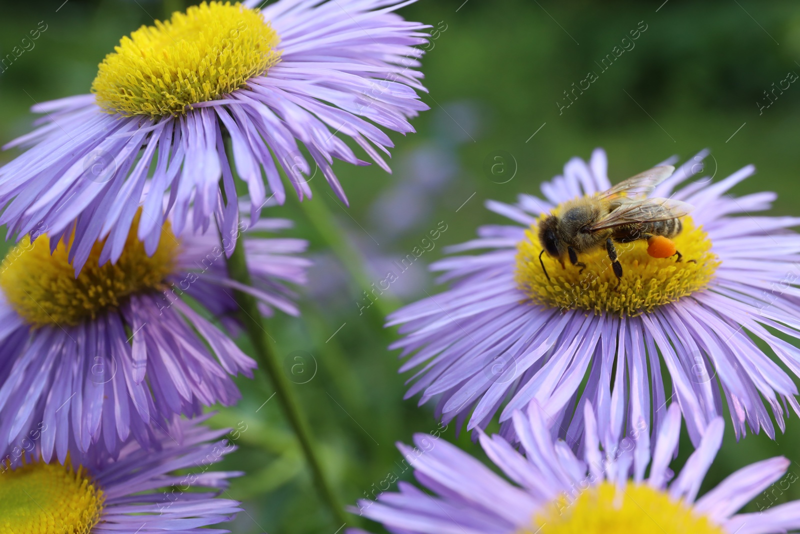 Photo of Honeybee collecting nectar from beautiful flower outdoors, closeup