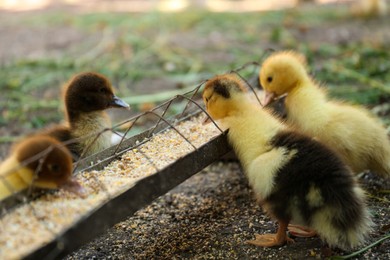 Photo of Cute fluffy ducklings near feeder with seed mix in farmyard